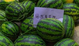 墨白工作室免费吃瓜,免费吃瓜盛宴，揭秘娱乐圈幕后故事